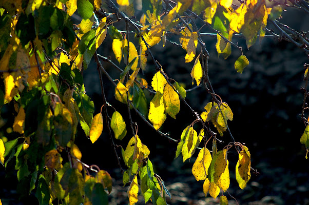 Foliage di Pinco_Pallino