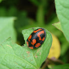 Botanochara angulata