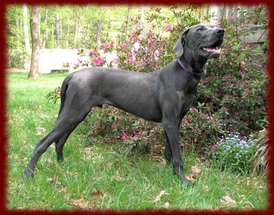 How to get Great Danes wallpapers 1.0 mod apk for android