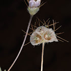 Ollivier's scabious