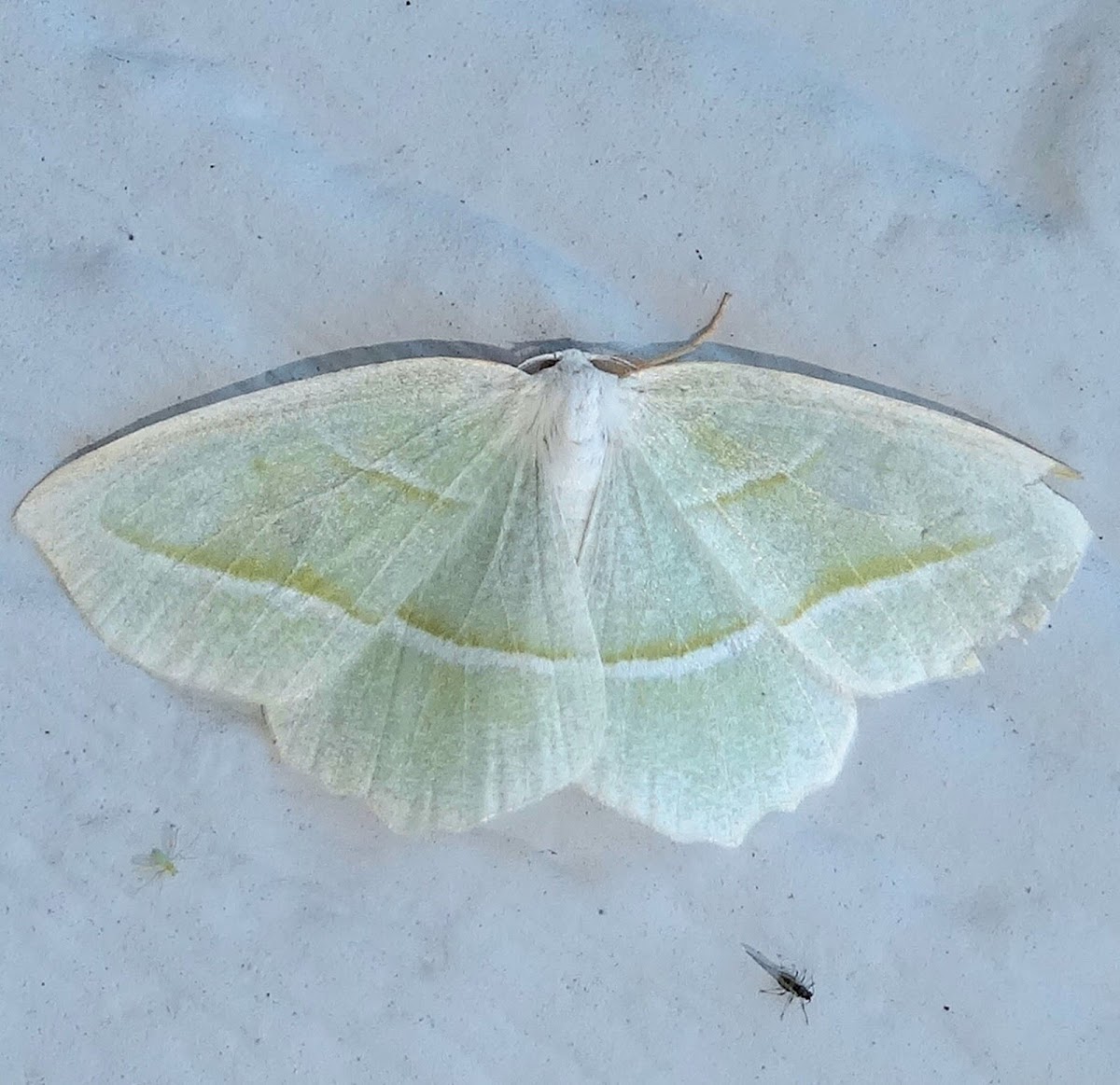 Pale Beauty Moth