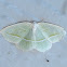 Pale Beauty Moth