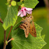 Long-tailed Skipper Butterfly