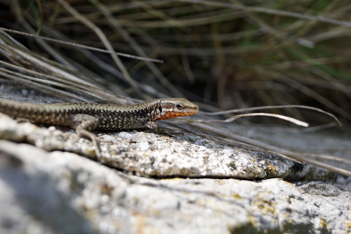 Common Wall Lizard