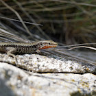 Common Wall Lizard