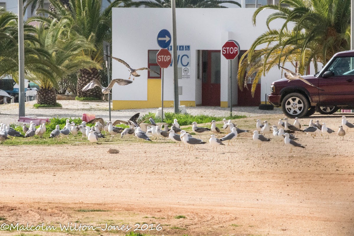 Yellow-legged Gull