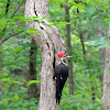 Pileated Woodpecker