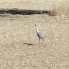 Sandhill Crane