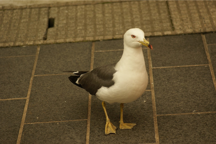 インプレッサ スポーツのカメ活・カメラ初心者・朝からドライブ・オールに関するカスタム事例の投稿画像3枚目