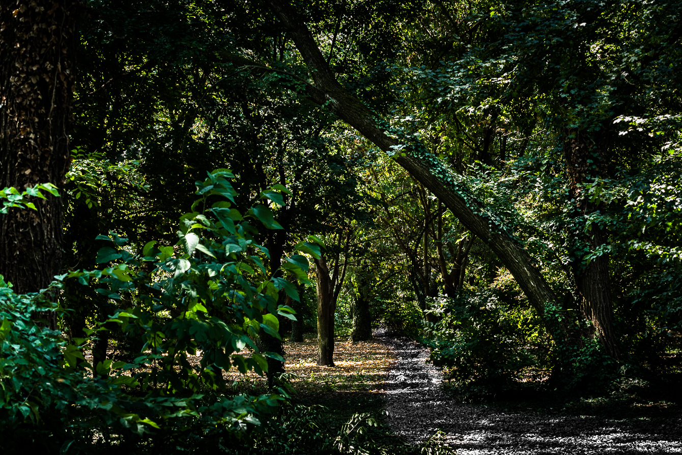 La selva oscura di Raffaele Laterza