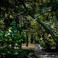 La selva oscura di 