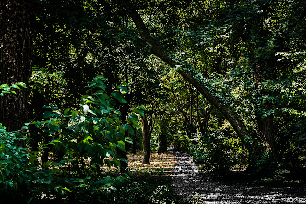 La selva oscura di Raffaele Laterza