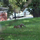 Eastern Grey Squirrel