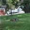 Eastern Grey Squirrel