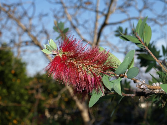 Aghetti rossi di SugarS88