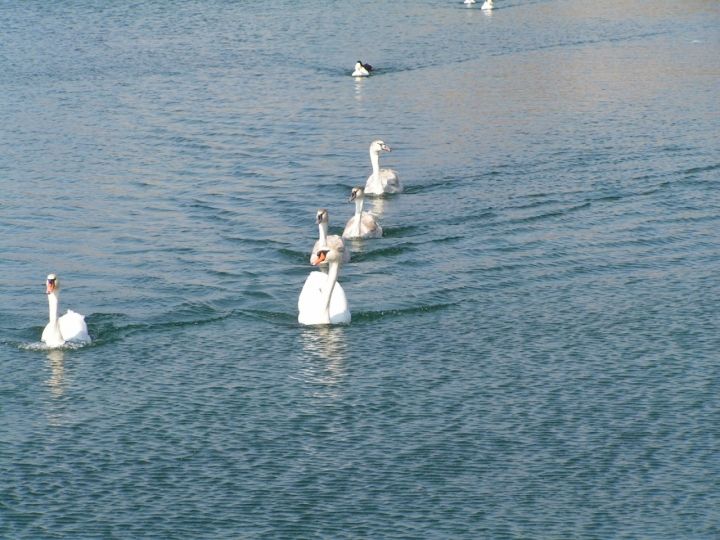 Passeggiando sull'acqua... di paoloborg