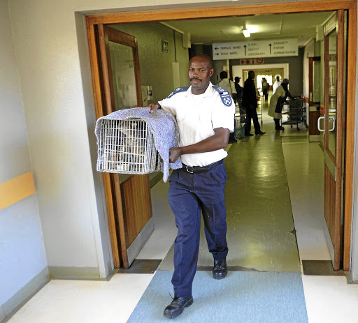 SPCA's Inspector Mishack Matlou with one of the 14 cats that were caught at Mmametlhake Hospital.