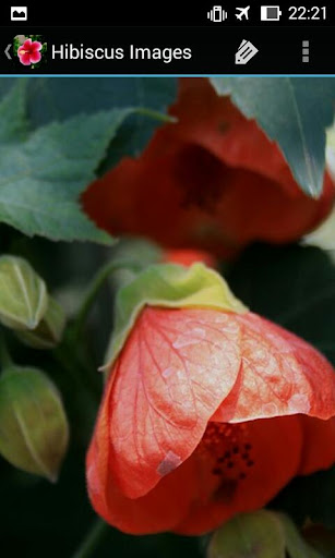 HibiscusBG Hibiscus Flowers
