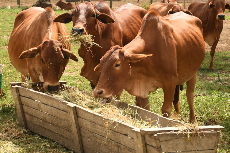 Livestock being showcased by the Kenya Agricultural and Livestock Research Organization during an open farmer’s day in Naivasha, Nakuru county.