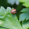 Striped Ladybug