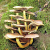 Conifer Tuft mushroom