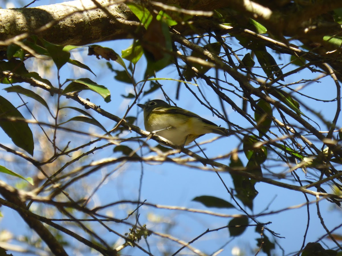 Blue-headed Vireo