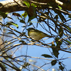 Blue-headed Vireo