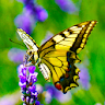 Butterfly Wallpapers icon