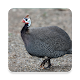 Guinea Fowl Sound Collections ~ Sclip.app Download on Windows