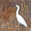 Little Egret