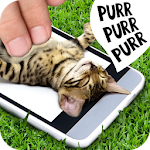 Pat the cat Apk