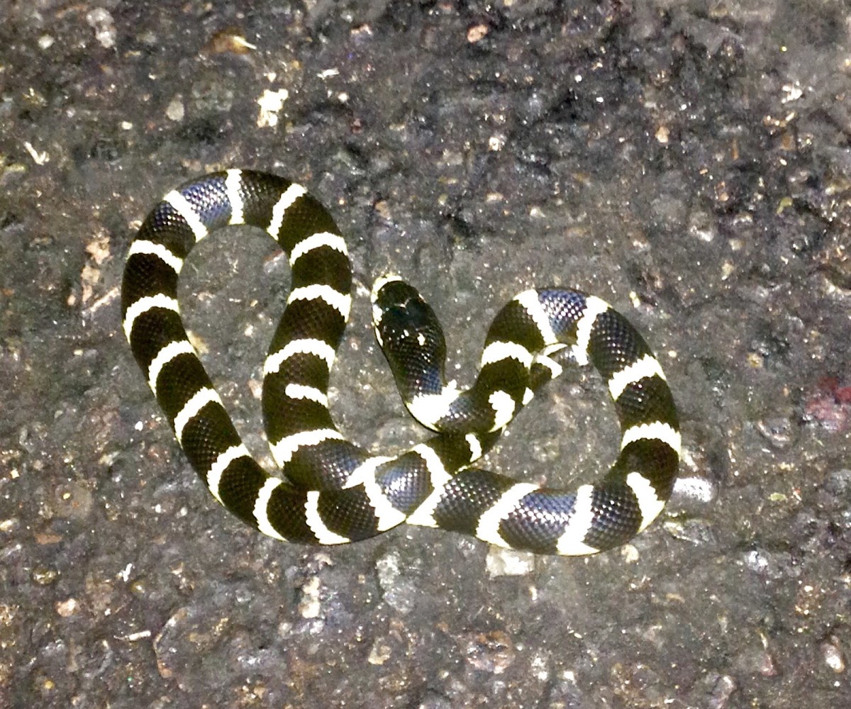 California Kingsnake