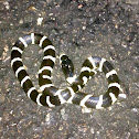 California Kingsnake