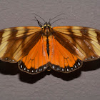 Erebid Moth