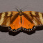 Erebid Moth