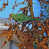 Indian ringneck parrot