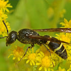 Three-banded Mason Wasp