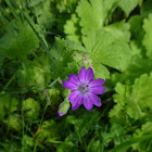 Hedgerow Crane's-bill