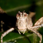 Monkey Grasshopper