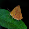 Common Butterfly Moth