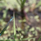 Blue-tailed Damselfly