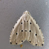 Erebid Moth