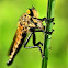 Robberfly