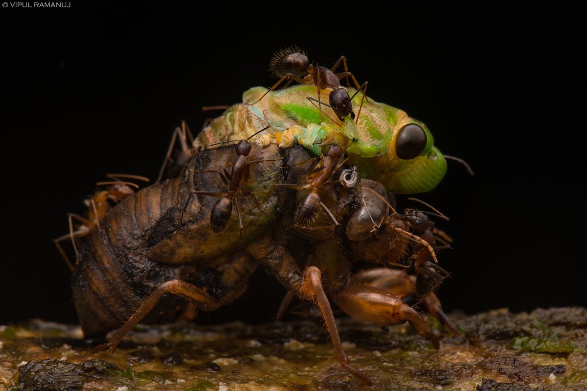 Cicada