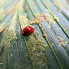 Escarabajo rojo