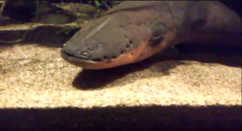 Electric Eel