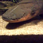 Electric Eel