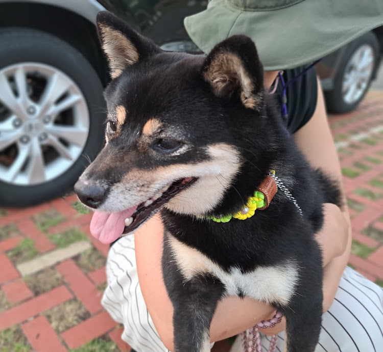 ミラココアの熊本犬民・江津湖・広木公園・パラコード・ハンドメイドに関するカスタム事例の投稿画像11枚目