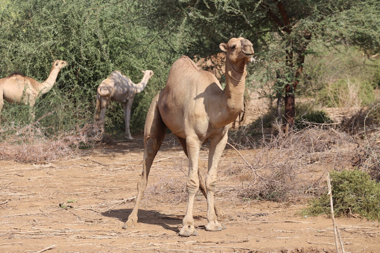 Baadhi ya ngamia wa wafugaji wa jamii ya Waborana