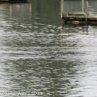 Black-headed Gull